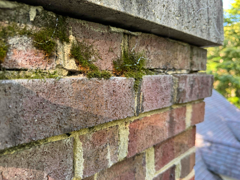 Moss in your chimney is a problem